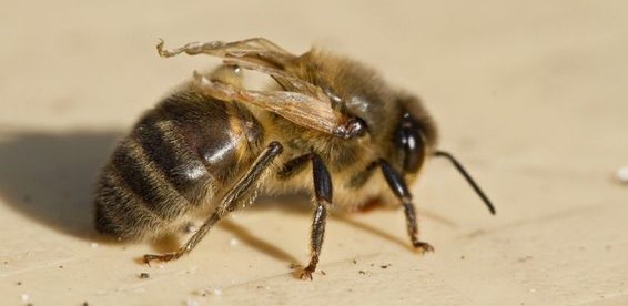 Le virus de l'abeille DWV - Virus des ailes déformées