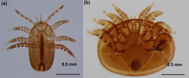 Femelles-Tropilaelaps-mercedesae-et-Varroa-destructor-Photo-Terd-Disayathanoowat