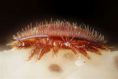 Résistance varroa